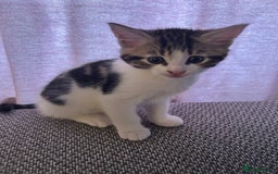 Mixed Breed cats for sale: 4 female kittens  - Image 14
