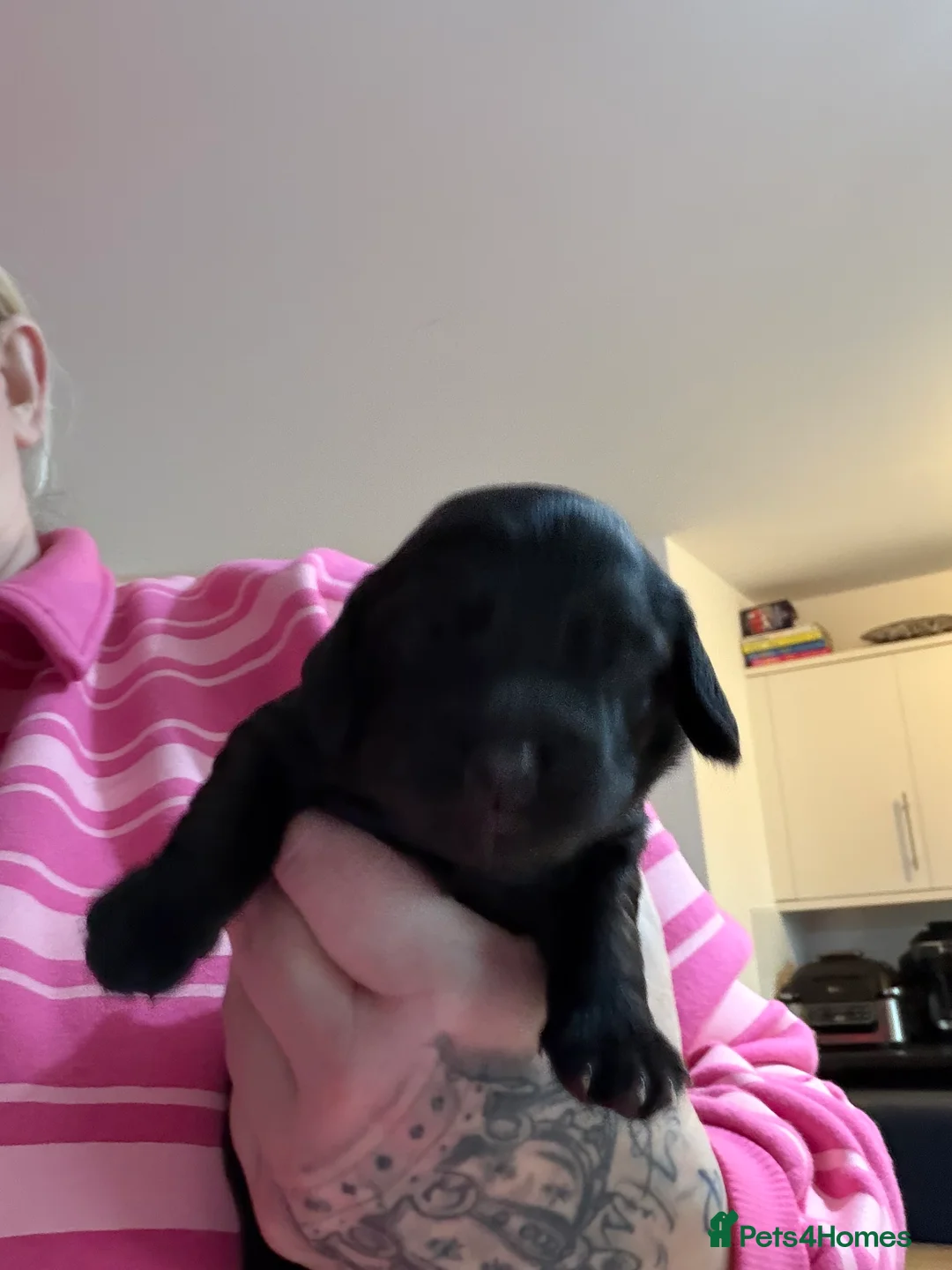 Sprocker dogs for sale: Adorable Sprocker puppies  - Advert 3