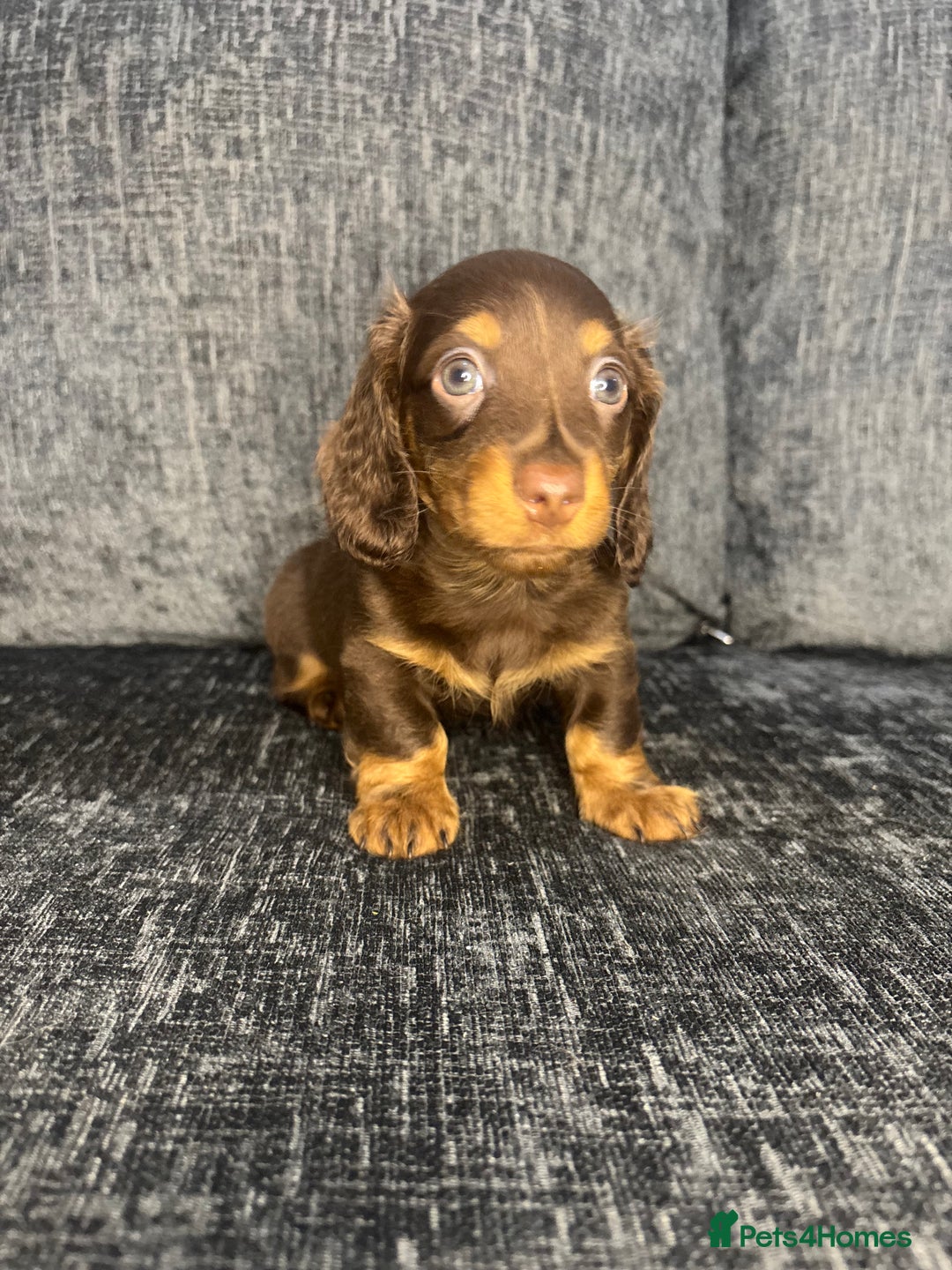 Miniature Dachshund dogs for sale: Champion Longhaired Miniature Dachshund Puppies - Advert 26