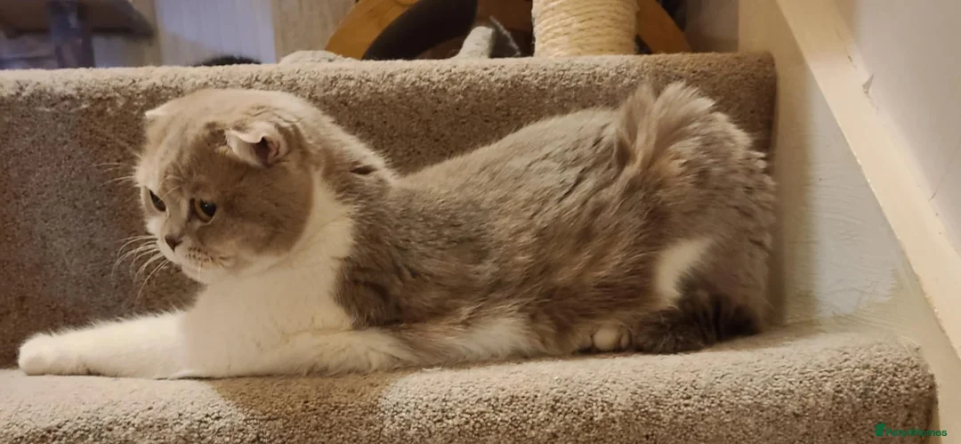 British Shorthair cats for sale: British Shorthair Kittens  - Advert 7