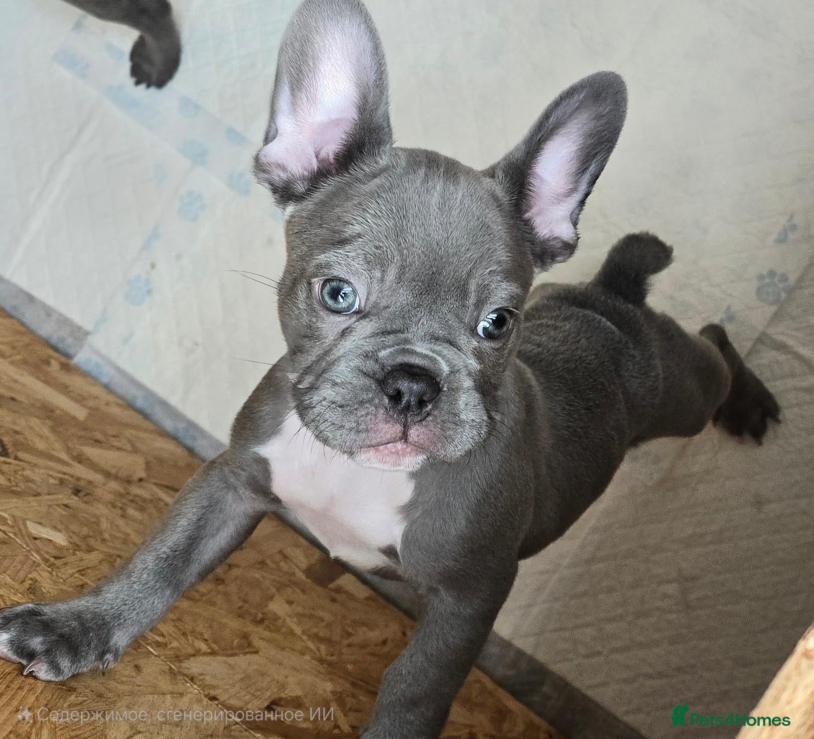 French Bulldog dogs 💙🐶French Bulldog Puppies💙🐶 - Advert 1