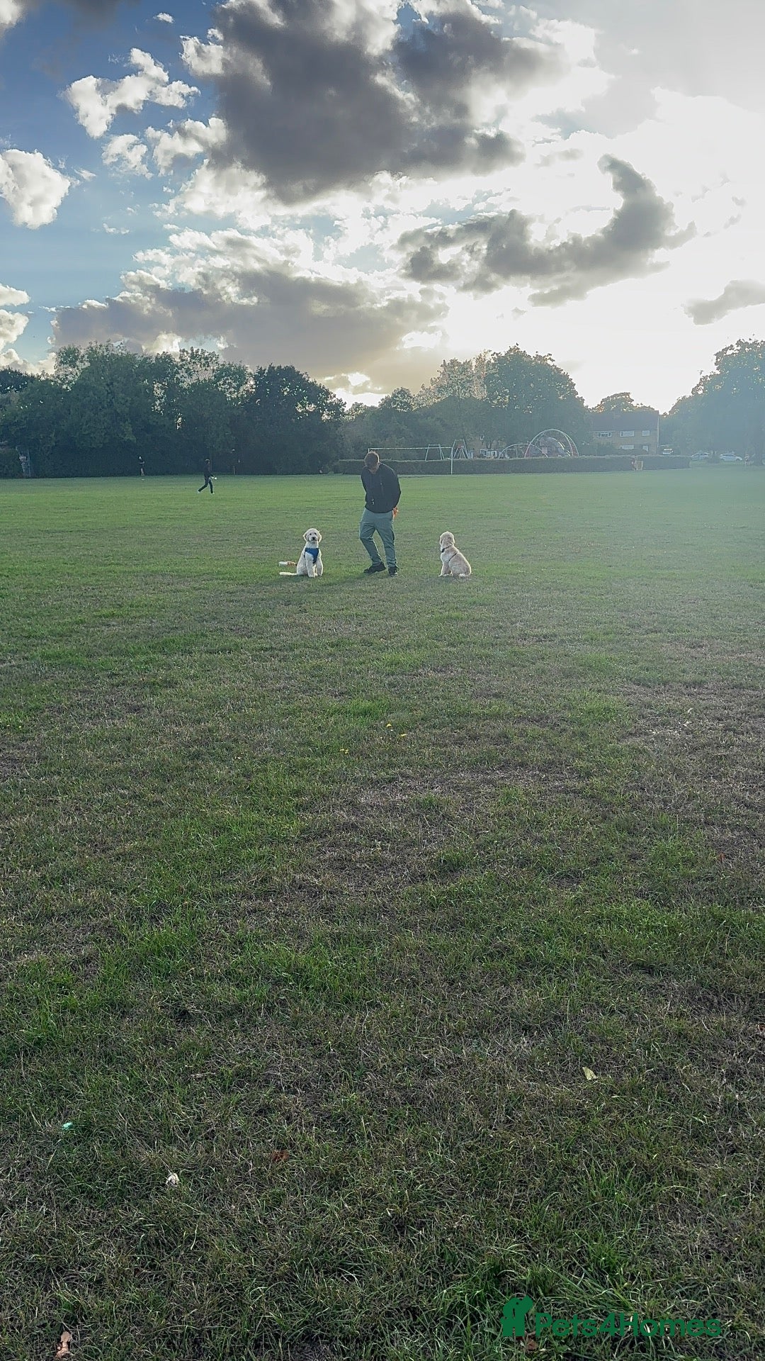 Mini Goldendoodle dogs 2 Stunning F2 Goldendoodle Brothers in Basildon - Advert 15
