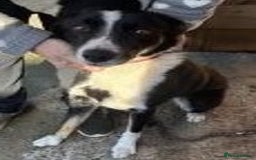 Border Collie dogs for adoption: MOLLY 2yr old Border Collie - Image 2