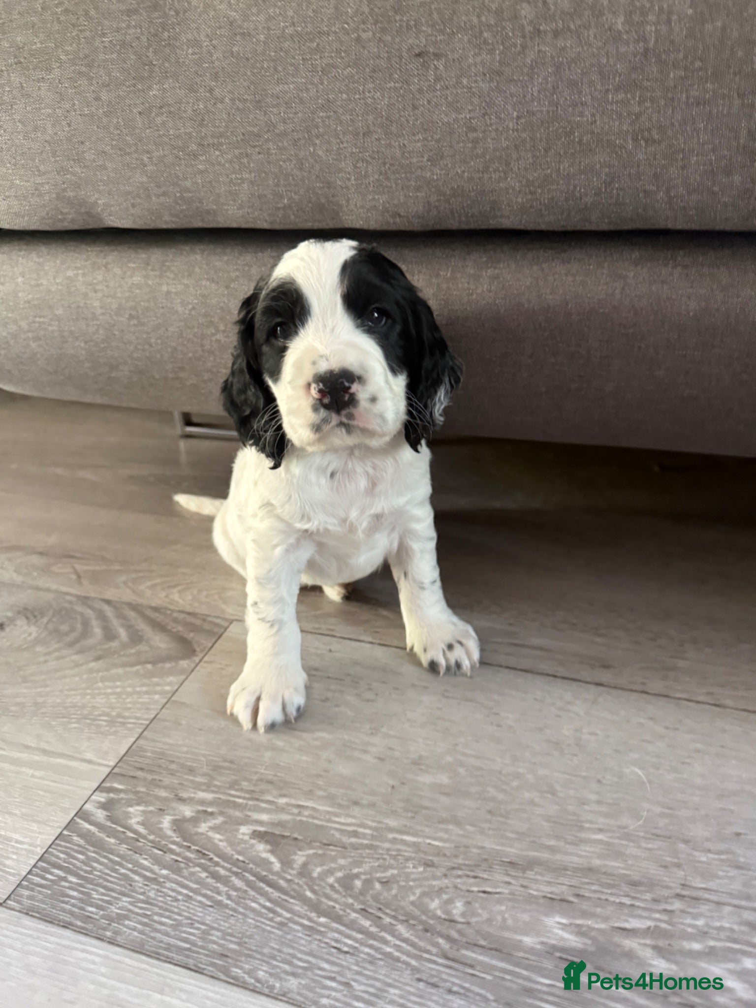 Cocker Spaniel dogs puppies cocker spaniel worker  - Advert 2