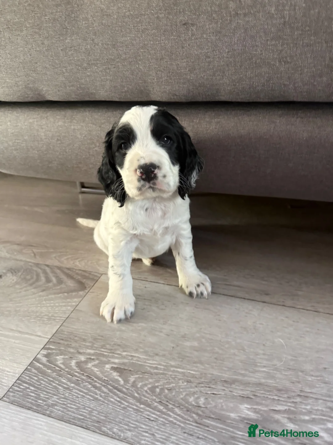 Cocker Spaniel dogs for sale: puppies cocker spaniel worker  - Advert 1