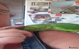 Ringnecks birds for sale: Hand reared male indian ringneck - Image 5