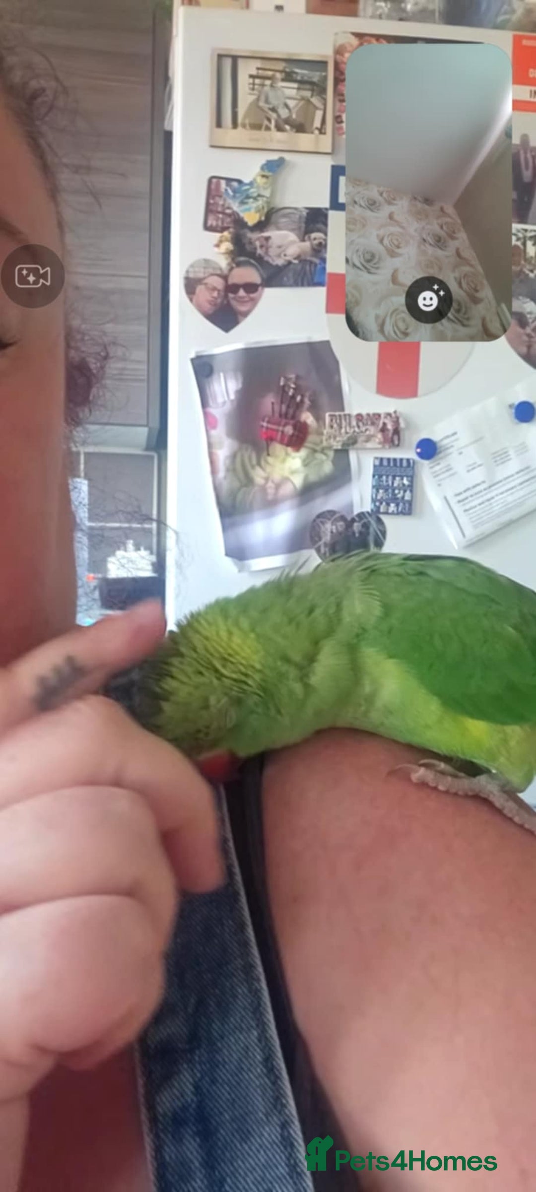 Ringnecks birds for sale: Hand reared male indian ringneck - Image 5