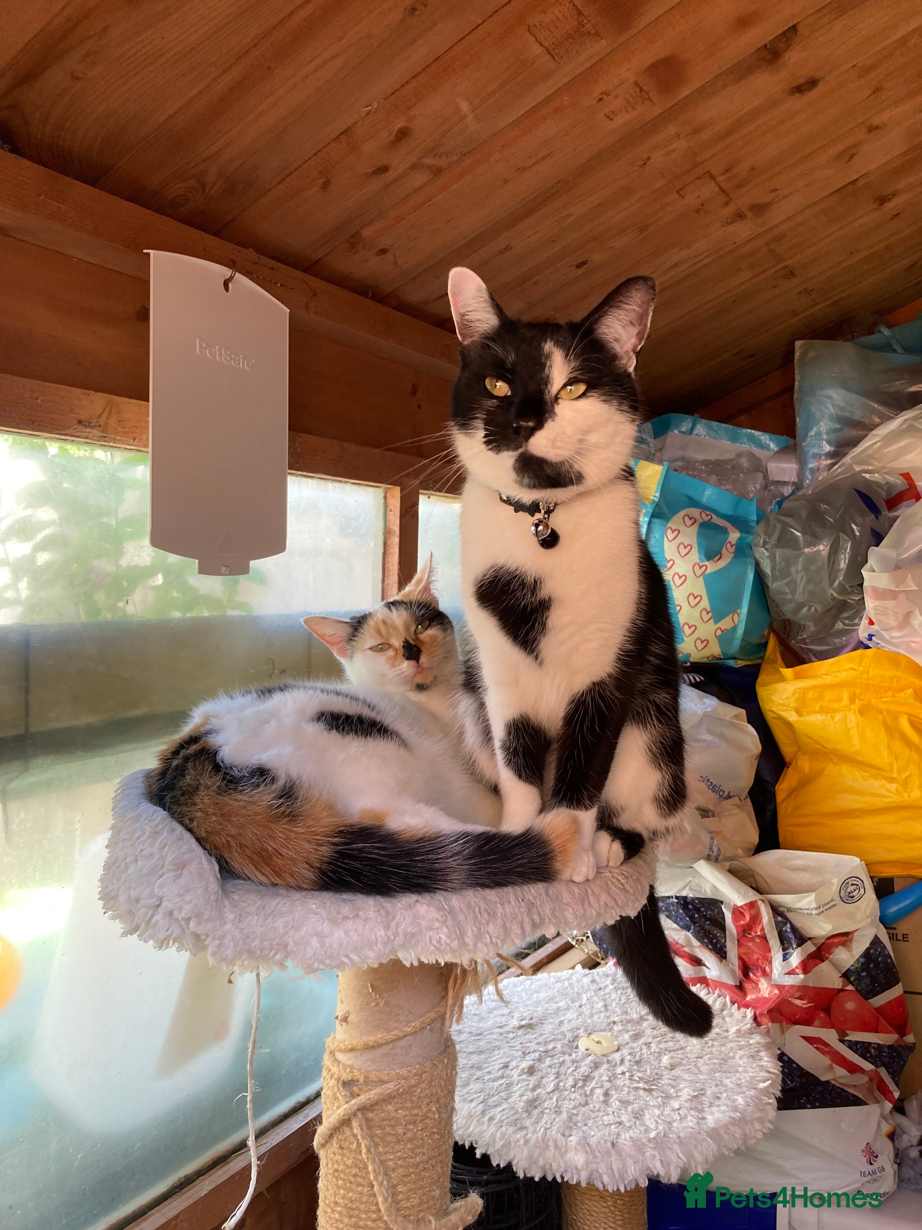 Mixed Breed cats Rehome  - Advert 1