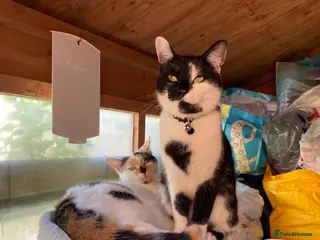 Mixed Breed cats Rehome - Advert 1