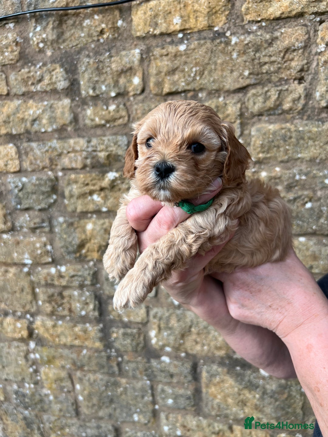 Cavachon dogs for sale: Cavapoochon puppies  - Image 27