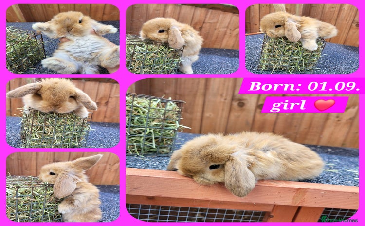 Mini Lop rabbits - Advert 15
