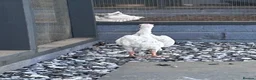 Chickens poultry for sale: Ko Shamo quality birds in Hull - Advert 2