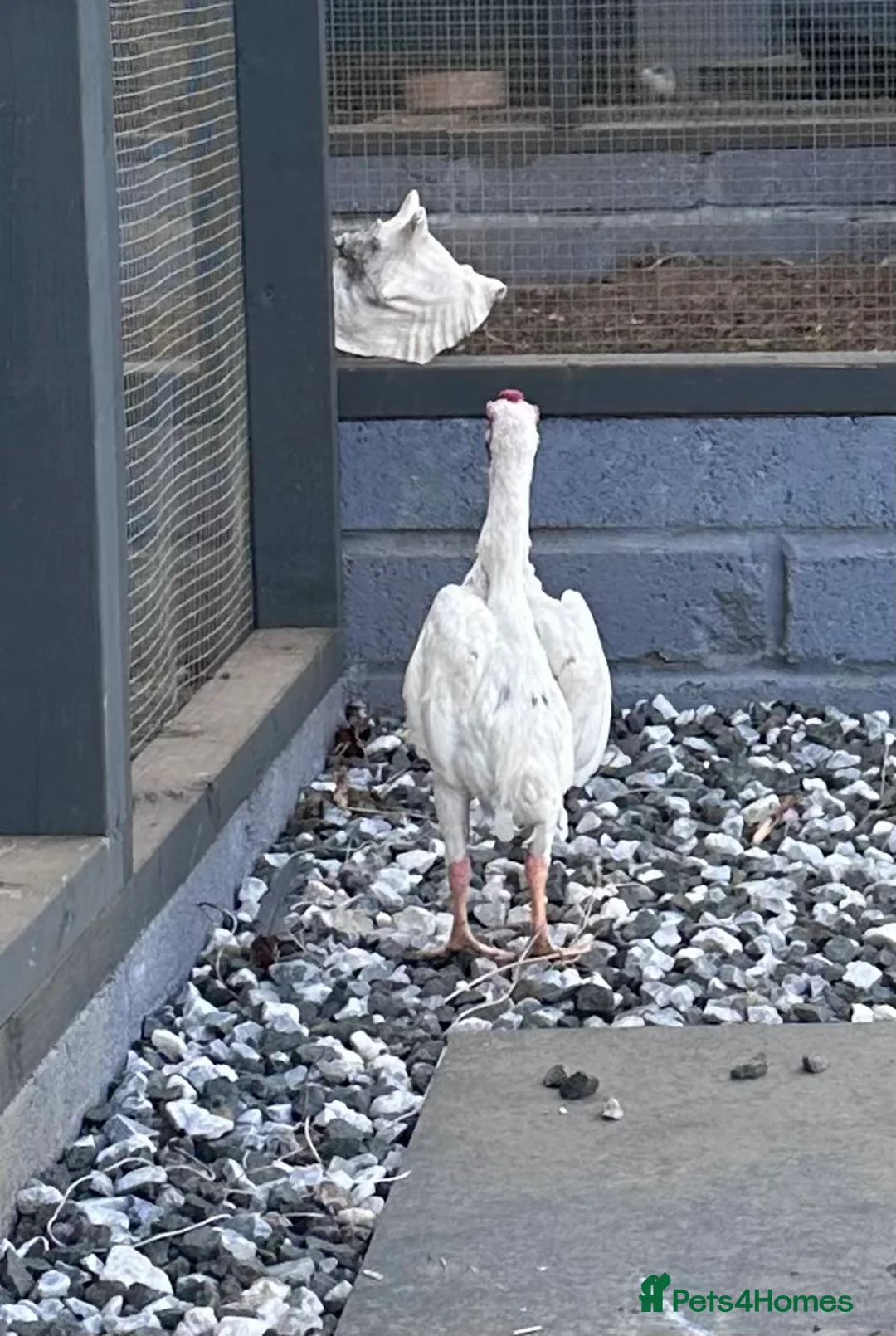 Chickens poultry for sale: Ko Shamo quality birds in Hull - Advert 2