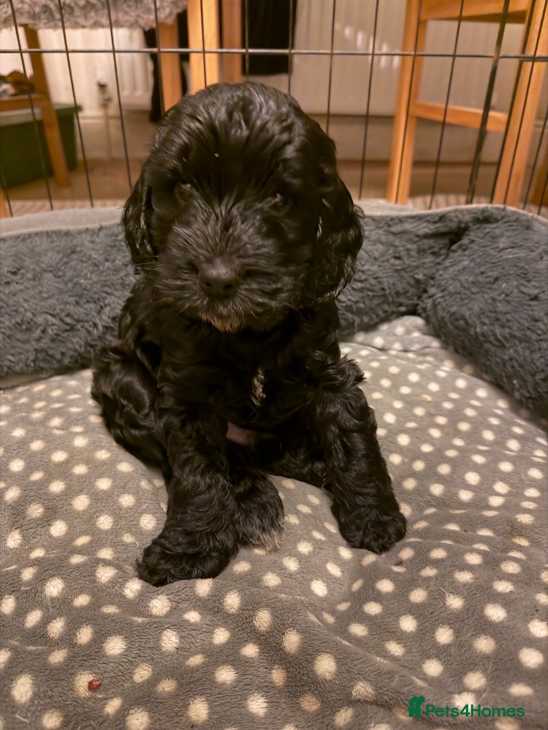 Cockapoo dogs for sale: 🐾💕 Exceptional F2 Cockapoo Puppies💕🐾 - Advert 3