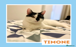 Mixed Breed cats for adoption: Sociable Cuddlebug - Image 2