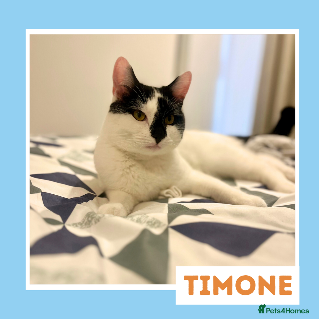 Mixed Breed cats for adoption: Sociable Cuddlebug - Image 2