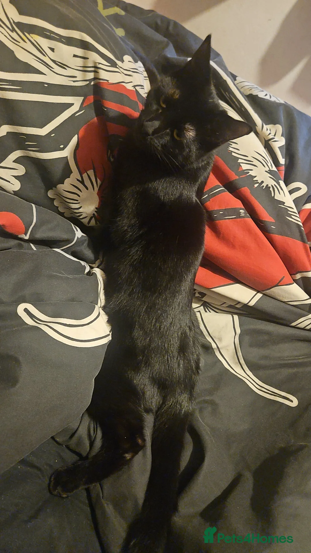 British Shorthair cats for sale: Wayne and bri in London - Advert 2