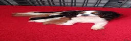 Cavalier King Charles Spaniel dogs for sale: KC health tested Cavalier king Charles spaniel,s - Advert 7