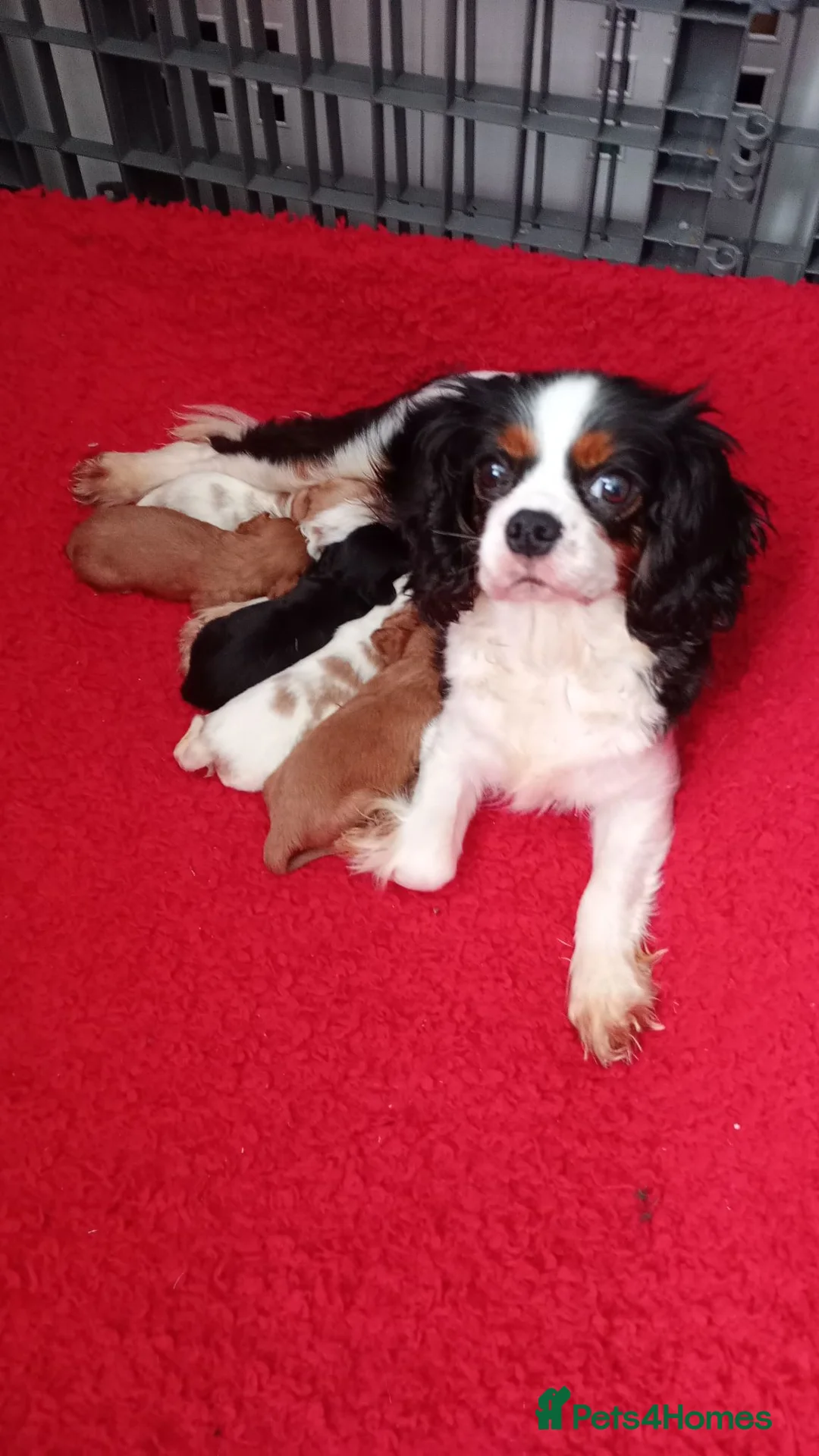 Cavalier King Charles Spaniel dogs for sale: KC health tested Cavalier king Charles spaniel,s - Advert 7