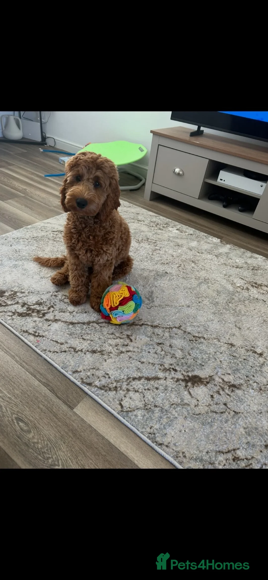 Cockapoo dogs for sale: Teddy – Gorgeous Cockapoo, Brilliant With Kids in Burnley - Advert 5
