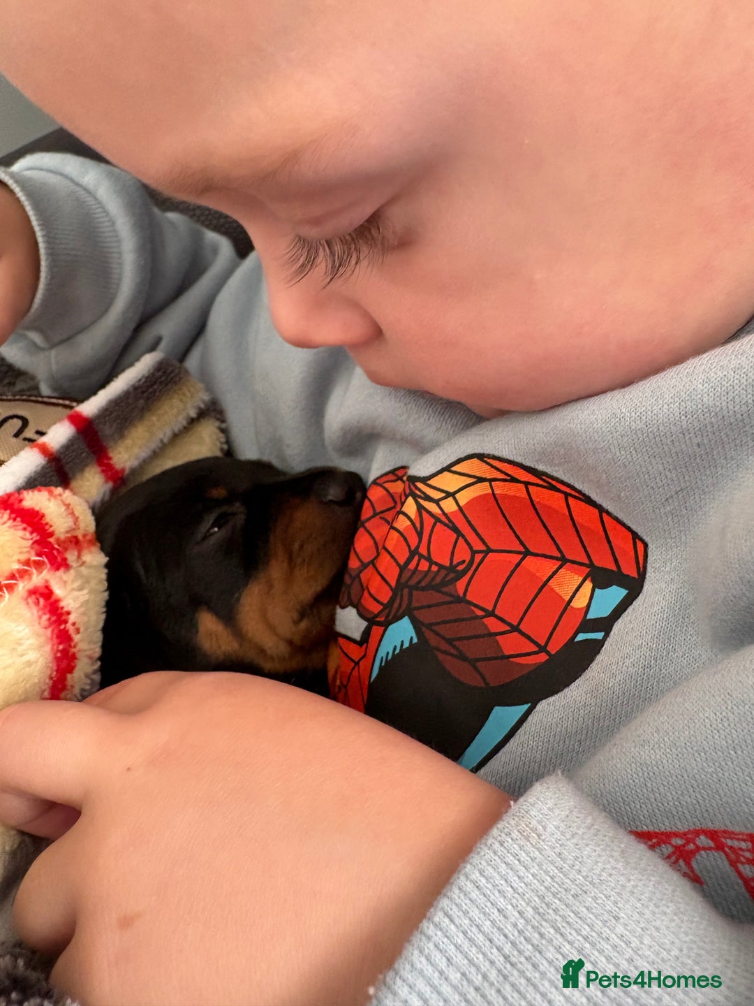 Miniature Dachshund dogs for sale: Gorgeous miniature dachshund puppy’s  - Advert 13