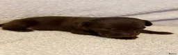 Labrador Retriever dogs for sale: 6 Black Boys and 1 Chocolate boy  in Chippenham - Advert 7