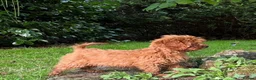 Cockapoo dogs for sale: Cockapoo - Advert 2