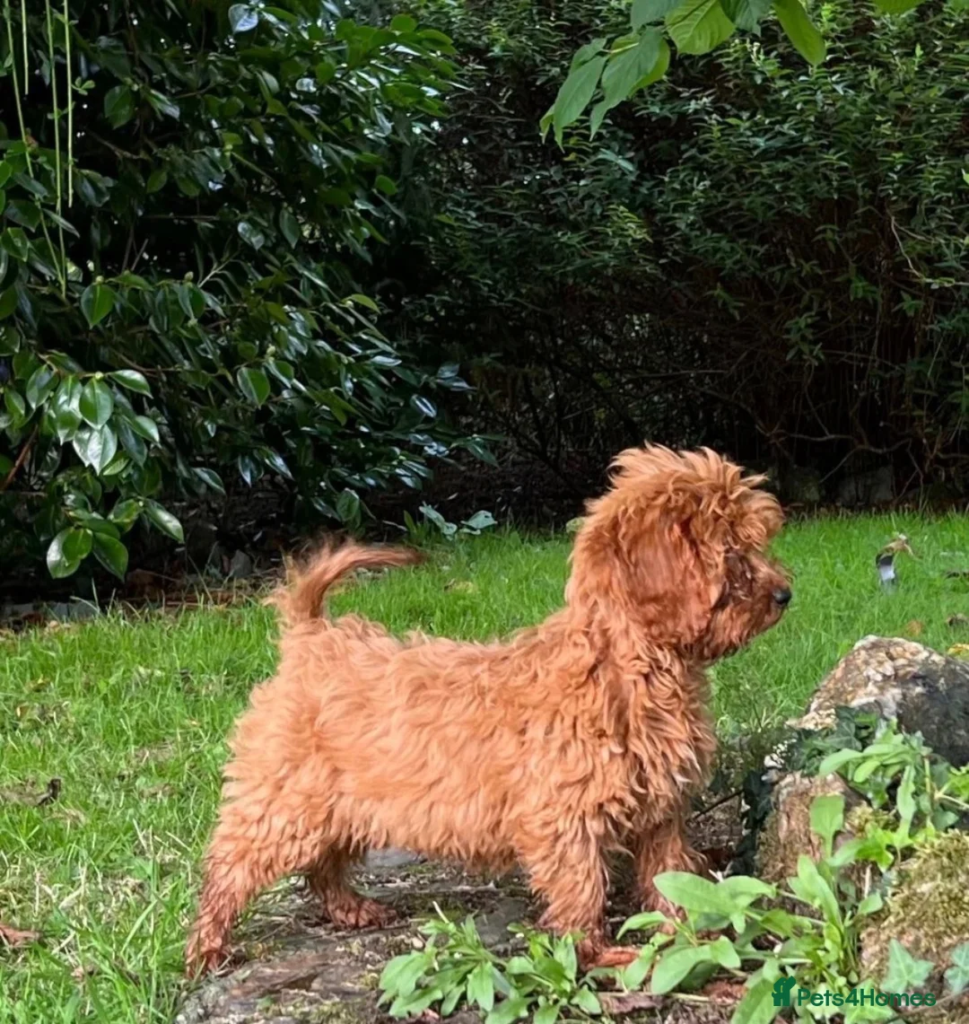 Cockapoo dogs for sale: Cockapoo - Advert 2