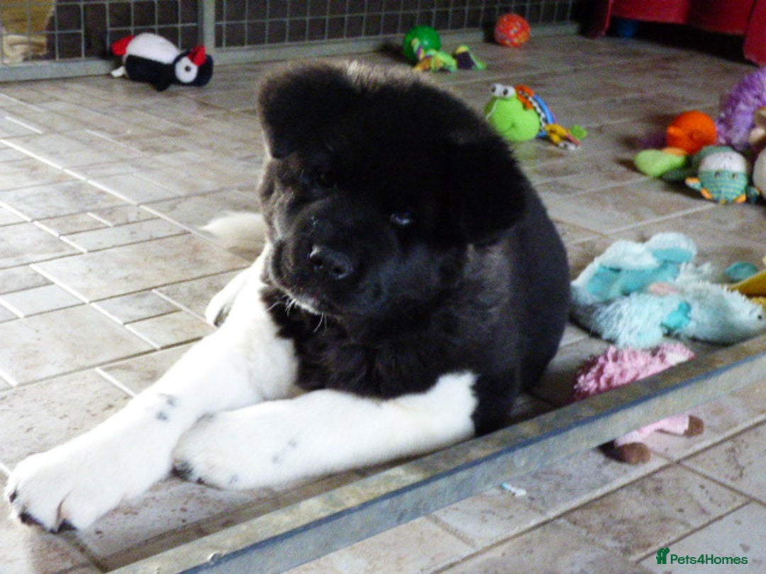 Akita dogs for sale: Quality Akita Baby Girl (KC Registered) - Advert 2
