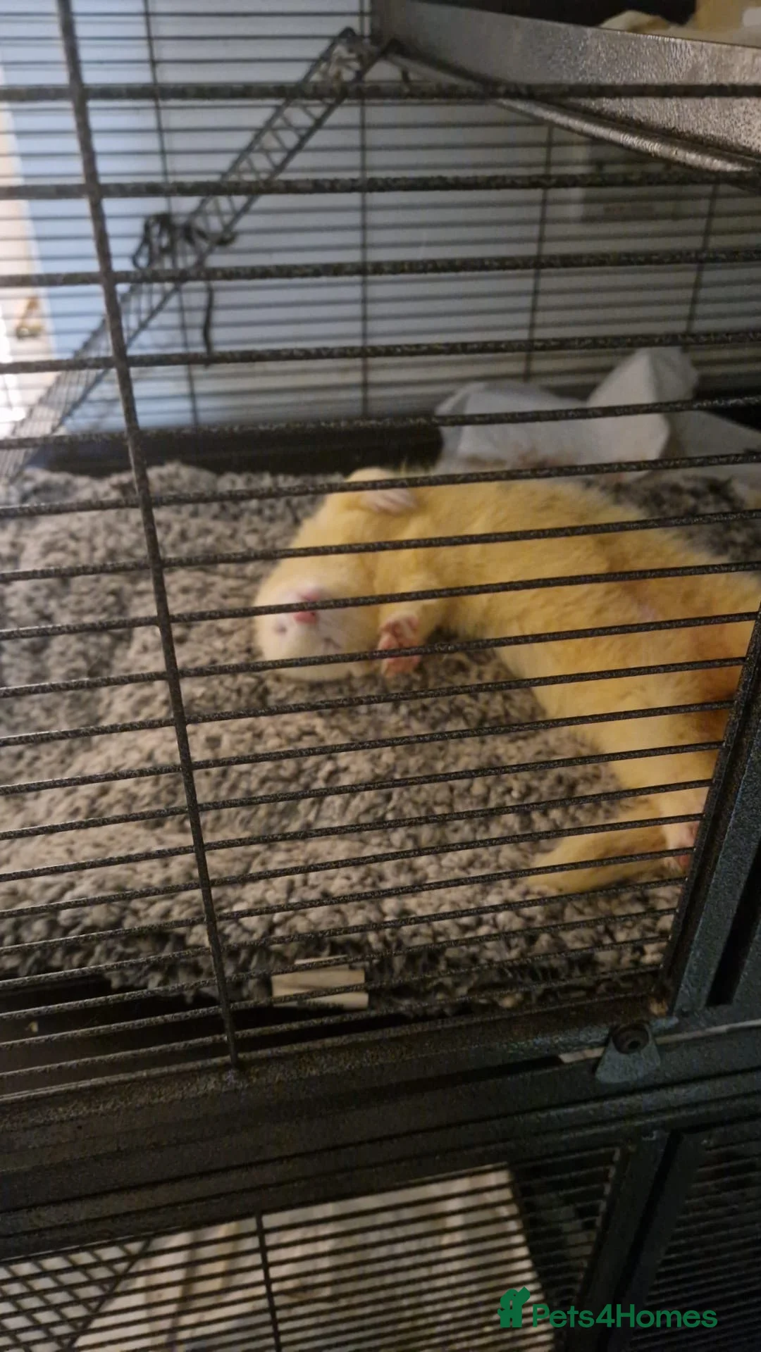 Ferret rodents for sale: Casper - White ferret in Wallington - Advert 2