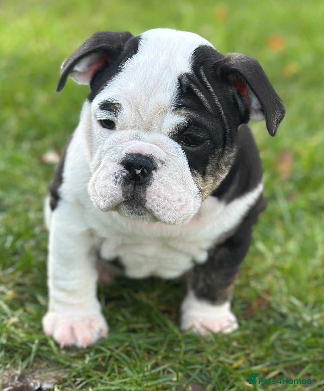 English Bulldog dogs for sale: 🌟Ready Now!🌟 - Advert 2
