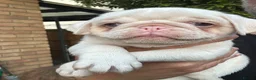 Pug dogs for sale: Prestige Pink Pug Puppies KC reg. Ready to leave - Advert 22