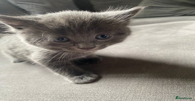 Mixed Breed cats - Advert 7