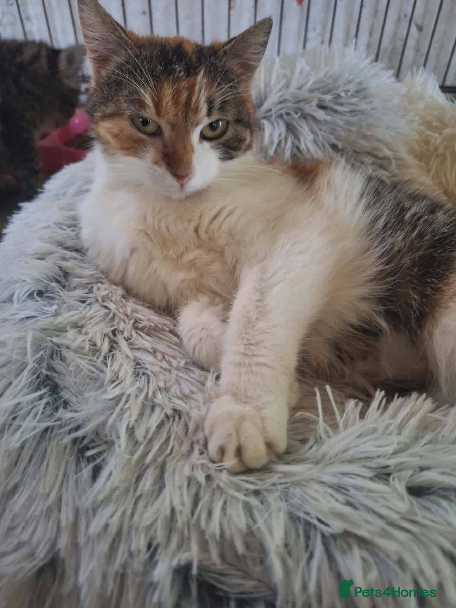 Mixed Breed cats Willow for adoption - Advert 3