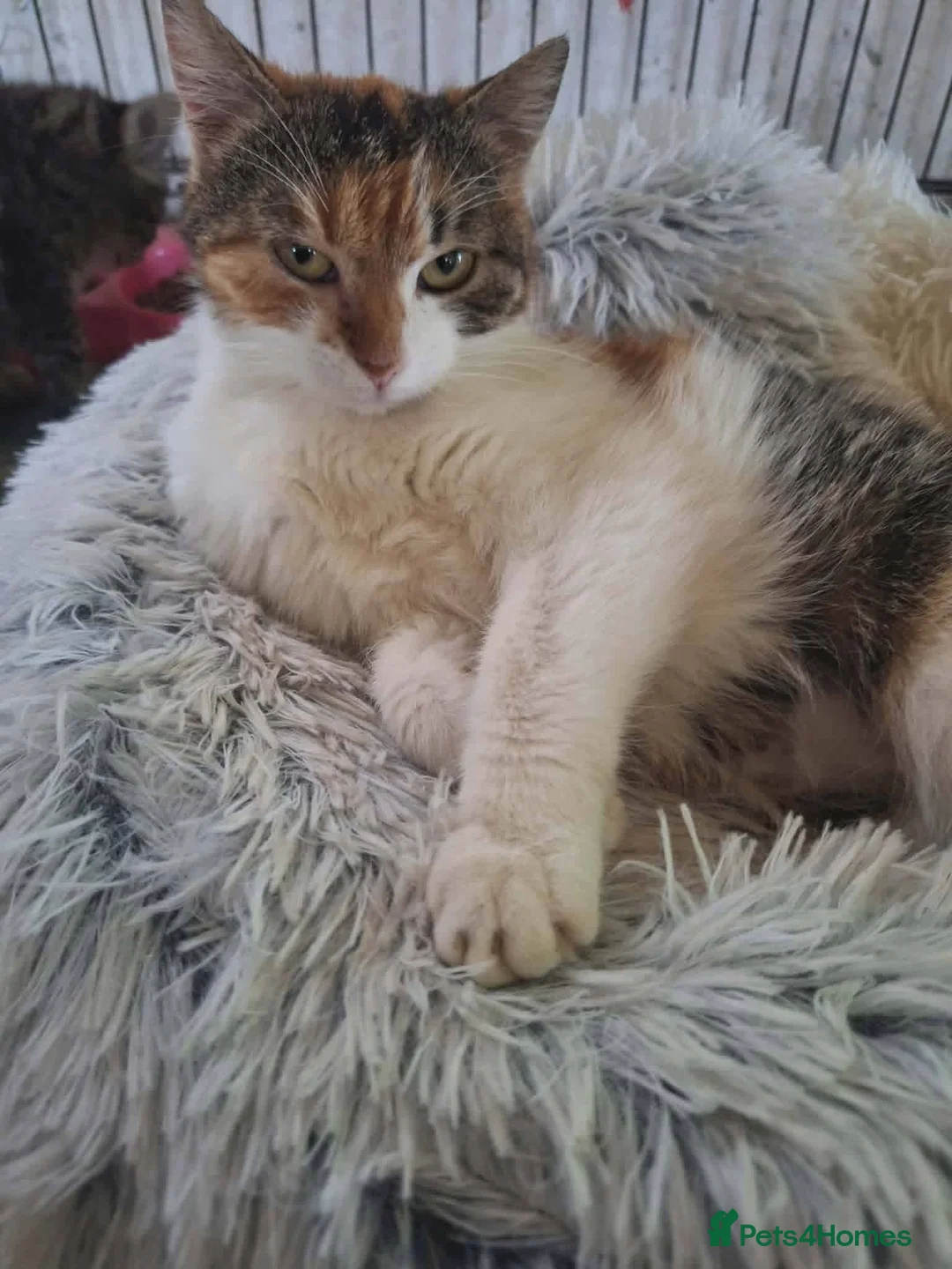 Mixed Breed cats for adoption: Willow for adoption in Doncaster - Advert 1