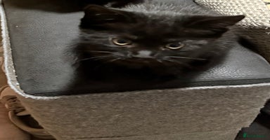 Mixed Breed cats - Advert 15