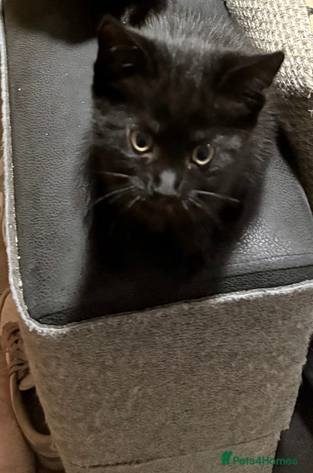 Mixed Breed cats for sale: 1 little girl kitten left  - Image 2