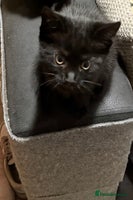 Mixed Breed cats - Advert 5