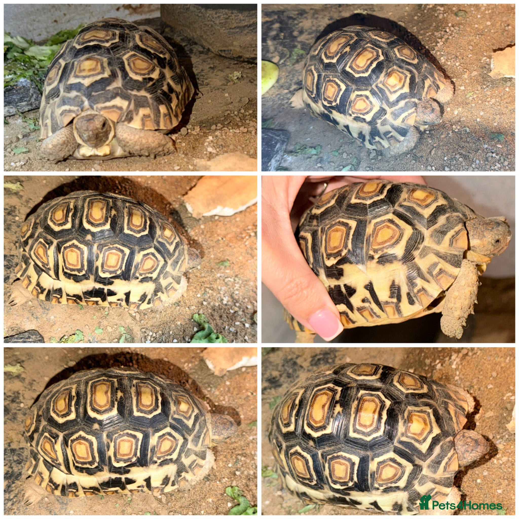 Tortoise reptiles Leopard Tortoise with setup - Advert 2