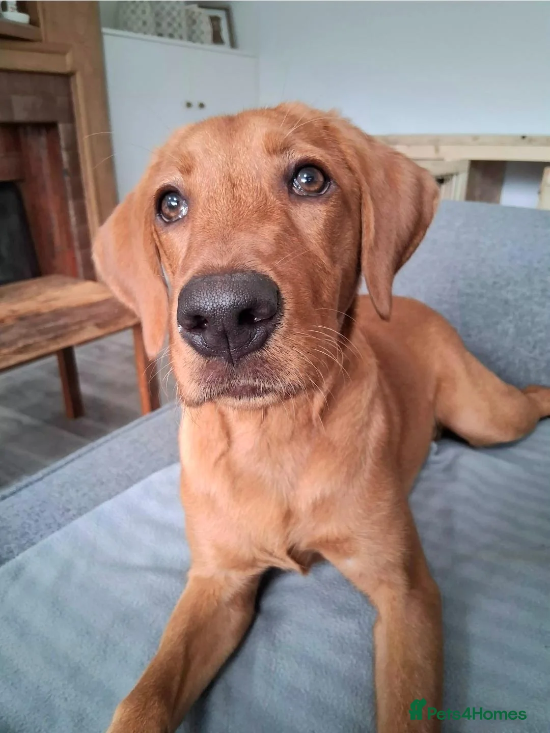 Labrador Retriever dogs for sale: Elite Labrador Puppy - Trained & Ready - Advert 2
