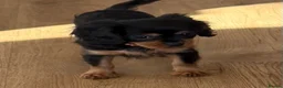 Cavalier King Charles Spaniel dogs for sale: KC registered Cavalier King Charles Ready Now - Advert 18