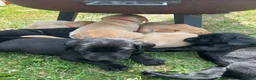Labrador Retriever dogs for sale: Beautiful Labrador puppies - Advert 2