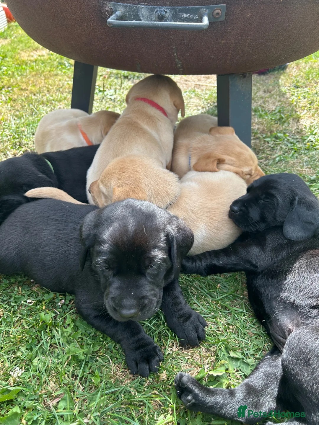 Labrador Retriever dogs for sale: Beautiful Labrador puppies - Advert 2
