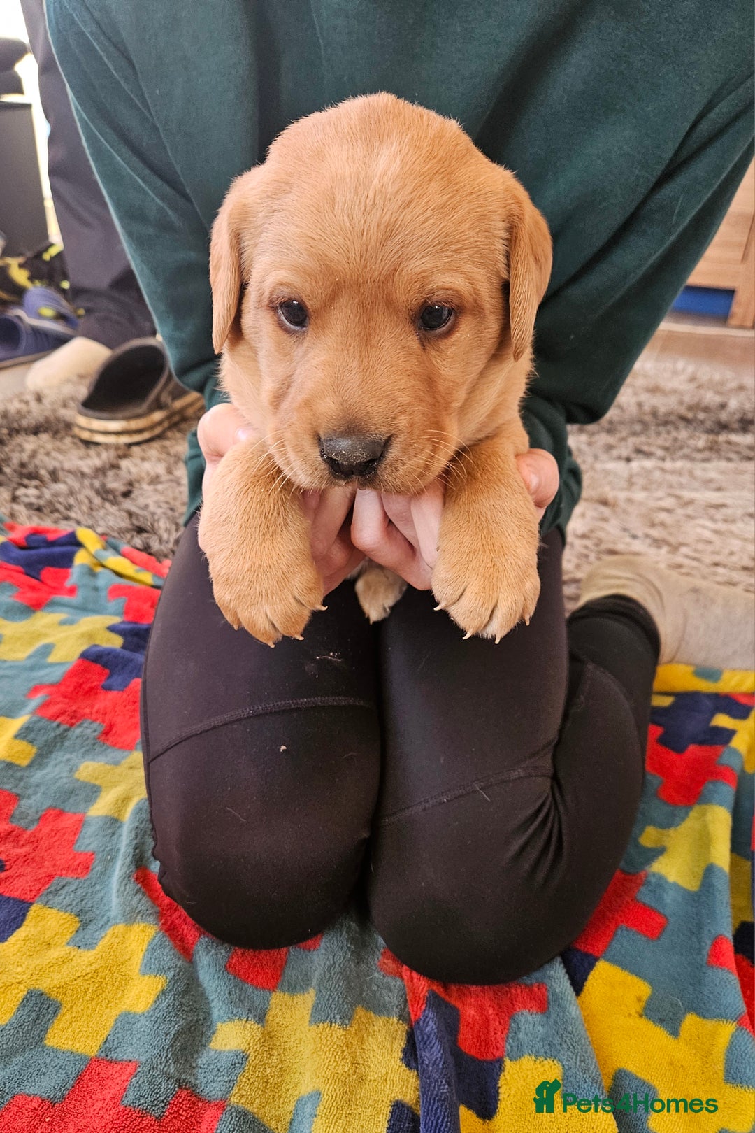 Labrador Retriever dogs for sale: KC Reg Labrador Pups For Sale - Advert 6