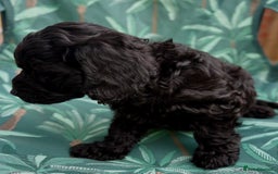 Cockapoo dogs for sale: Cockapoo puppies - Image 10