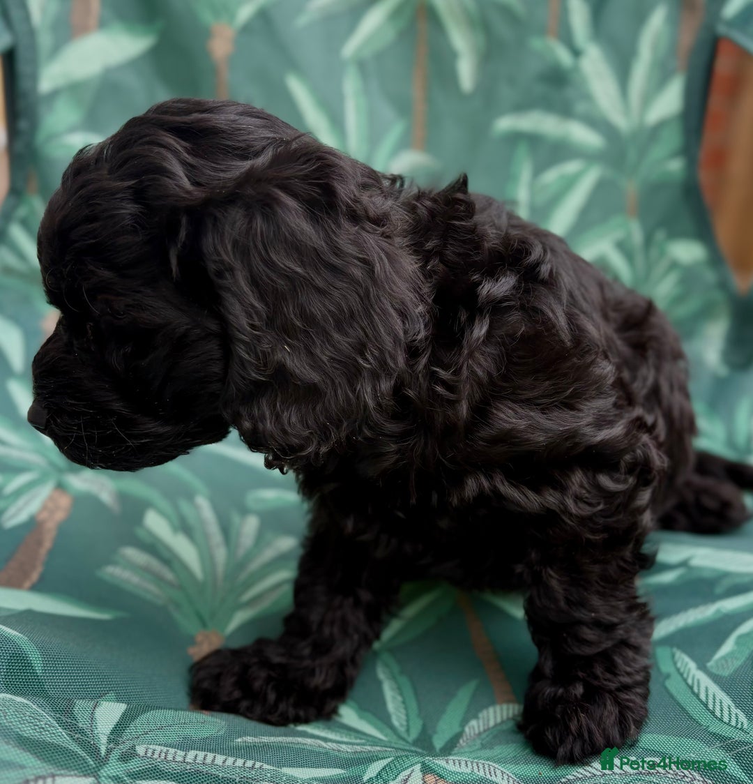 Cockapoo dogs for sale: Cockapoo puppies - Image 10