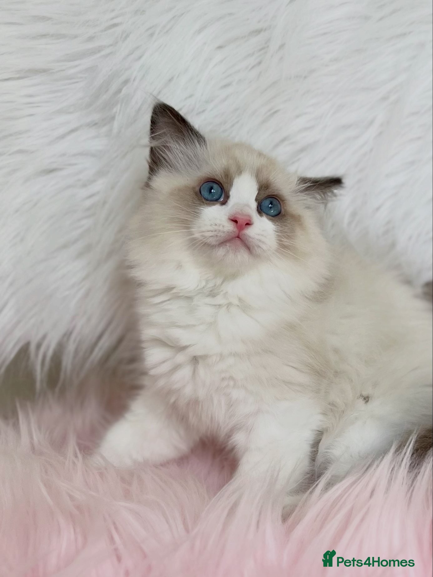 Ragdoll cats Registered beautiful ragdolls - Advert 1