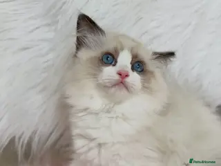 Ragdoll cats Registered beautiful ragdolls - Advert 1