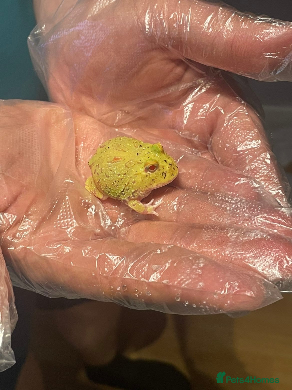 Frog reptiles Baby Pac-Man Froglets  - Advert 15