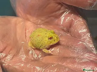 Frog reptiles Baby Pac-Man Froglets - Advert 15